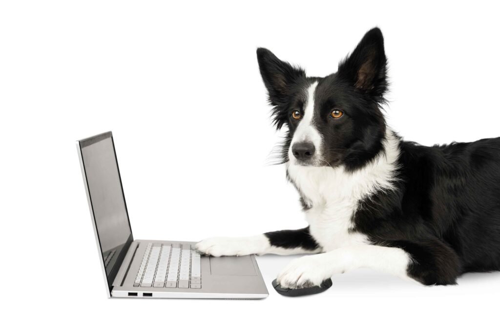 border collie using a laptop computer.